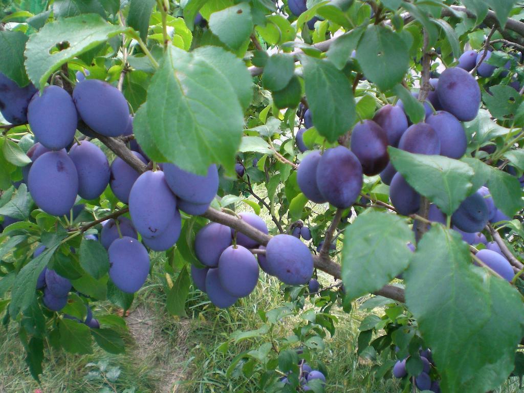 카스텔로토 Schiedhof 빌라 외부 사진